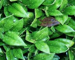 Article on Environmental Litigation at the ECtHR