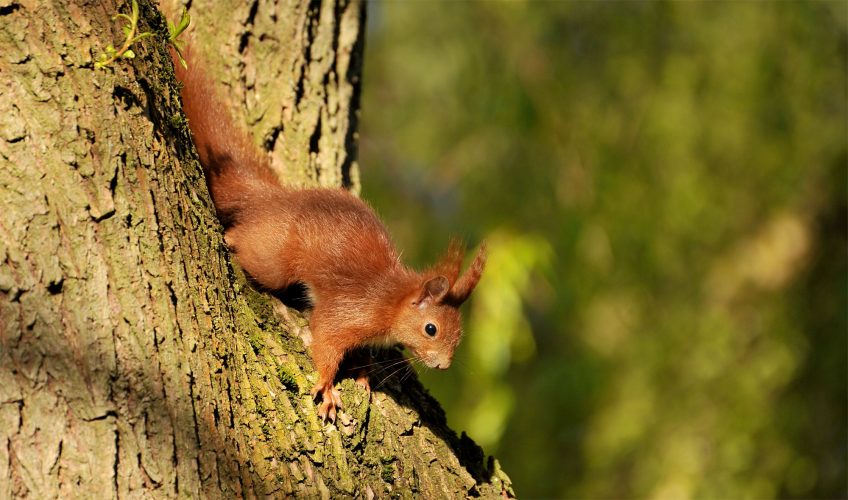 Up in the Trees – Interim Measures and Environmental Protesters